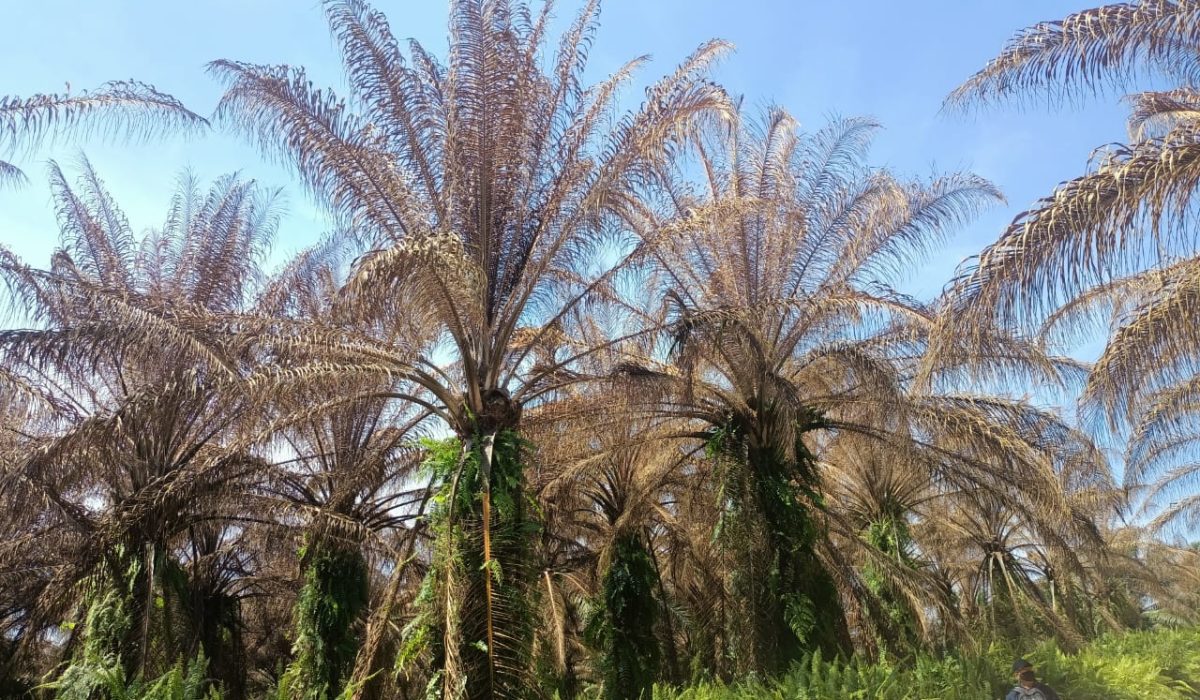 Perkebunan sawit di Busang