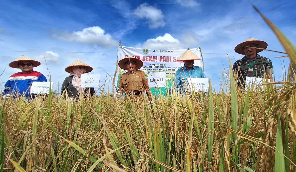 Bupati Ardiansyah Sulaiman didampingi Ketua DPRD Kutai Timur Joni, Dandim 0909/KTM Letkol Inf Ginanjar Wahyutomo, dan stakeholder memanen benih padi di Sangatta Selatan. Foto: Che Harseno/thelimit.id